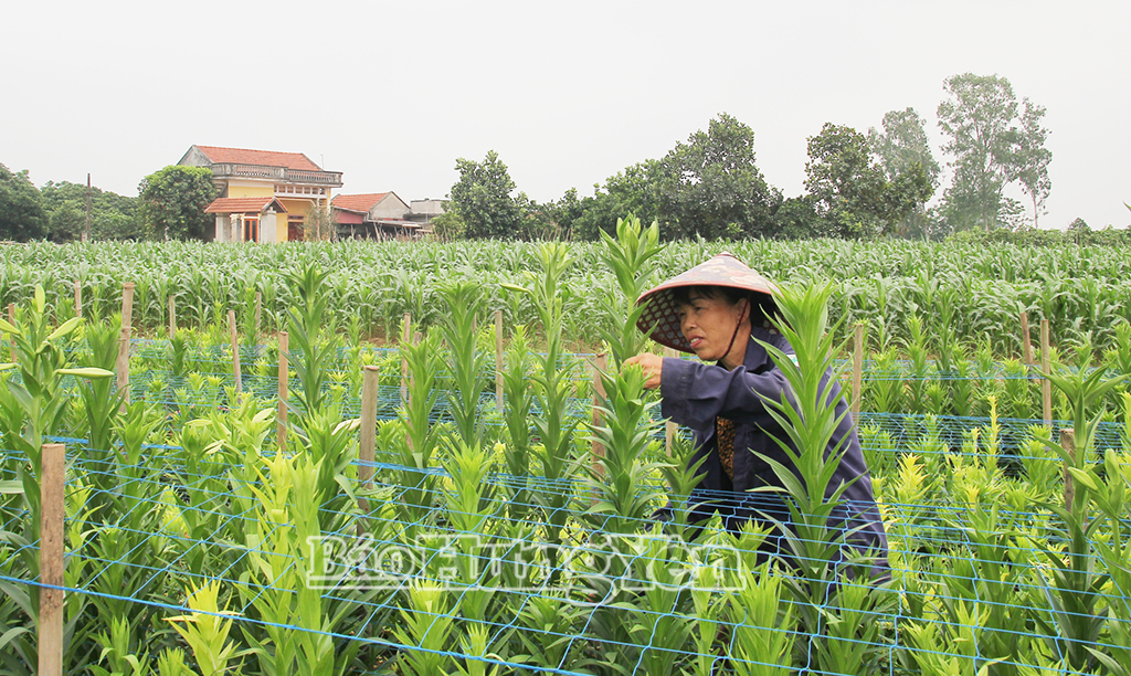 Mùa hoa loa kèn ở Tiên Lữ