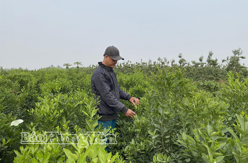 Phường Sơn Nam: Hiệu quả sản xuất từ chuyển đổi cơ cấu cây trồng
