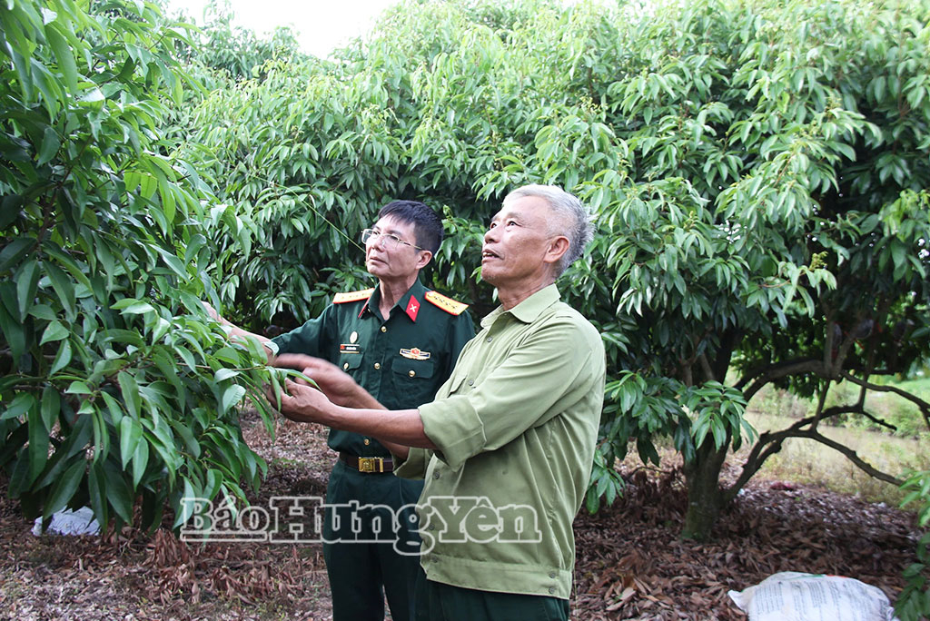 Phát huy phẩm chất Bộ đội Cụ Hồ trên mặt trận phát triển kinh tế