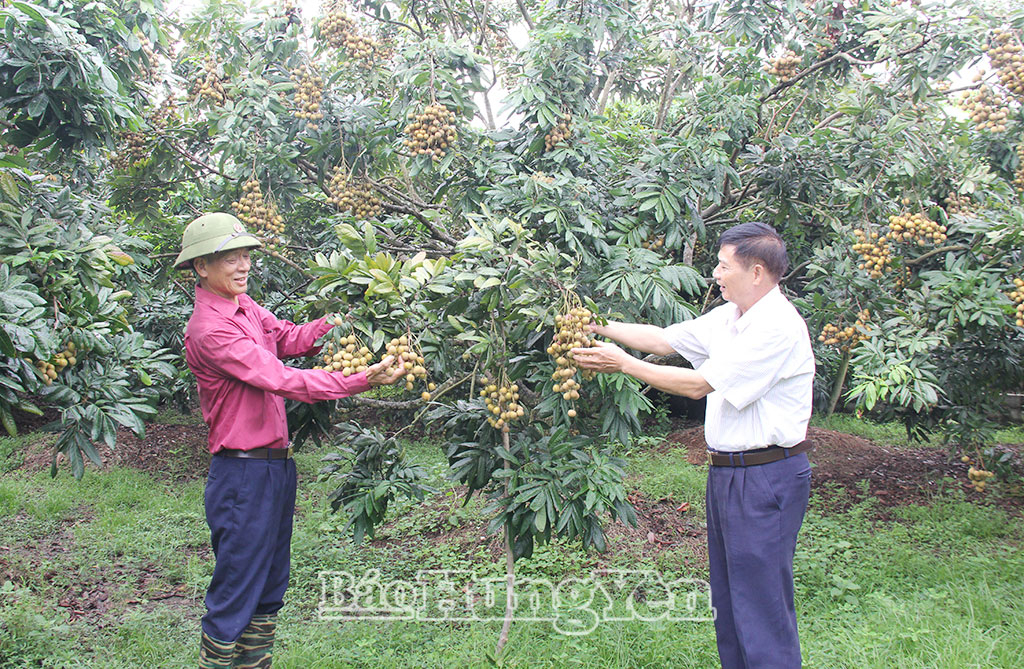 Cựu chiến binh xã Quang Hưng năng động phát triển kinh tế