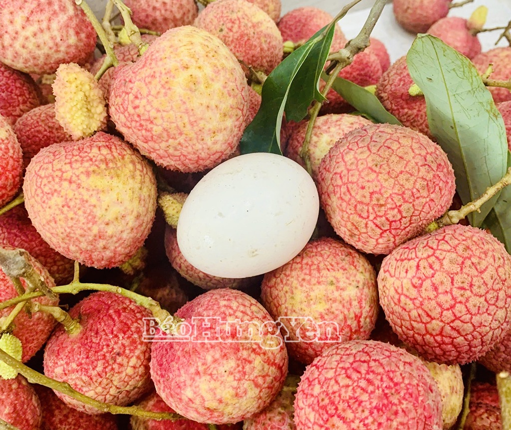 Vải trứng Hưng Yên: Mùa vụ chưa bắt đầu, sản phẩm đã “cháy hàng”