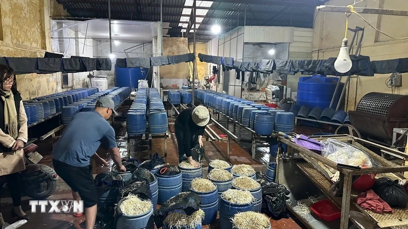 Hưng Yên: Một đối tượng sản xuất, kinh doanh 30 tấn giá đỗ có sử dụng chất cấm