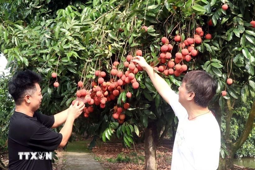 Vải trứng Hưng Yên đắt khách, dù được bán với giá khá cao
