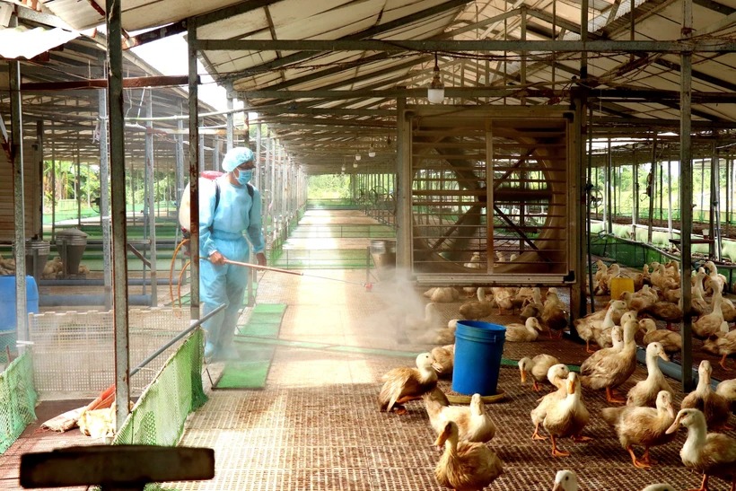 Các biện pháp phòng lây nhiễm chủng cúm A/H9 từ gia cầm sang người